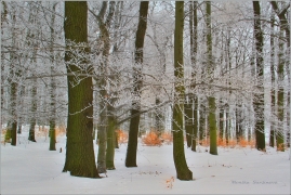 <p>Šluknovsko - Království</p>